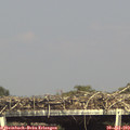 16_00-mast.jpg