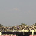 16_10-mast.jpg