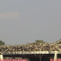 16_20-mast.jpg