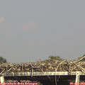 16_25-mast.jpg