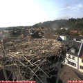 17_50-nest.jpg