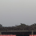 19_20-mast.jpg