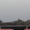 19_30-mast.jpg