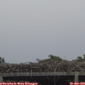 19_45-mast.jpg