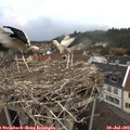 19_55-nest.jpg