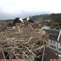 20_00-nest.jpg