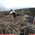 20_05-nest.jpg