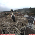 20_10-nest.jpg