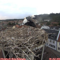 20_25-nest.jpg
