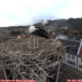 20_30-nest.jpg