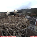 20_35-nest.jpg