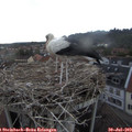 20_45-nest.jpg