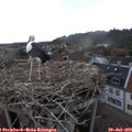20_50-nest.jpg