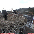 20_55-nest.jpg