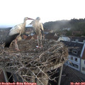 06_00-nest.jpg