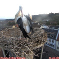 06_05-nest.jpg
