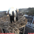 06_10-nest.jpg