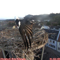 06_15-nest.jpg