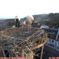 06_20-nest.jpg