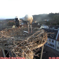 06_25-nest.jpg