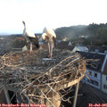 06_30-nest.jpg