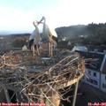 06_35-nest.jpg