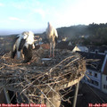 06_45-nest.jpg