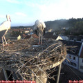 06_50-nest.jpg