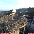 06_55-nest.jpg