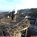 07_00-nest.jpg