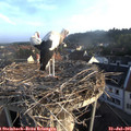 07_05-nest.jpg