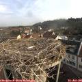 08_25-nest.jpg