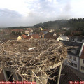 08_55-nest.jpg