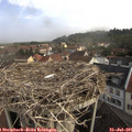 09_20-nest.jpg