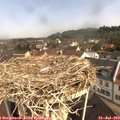10_15-nest.jpg