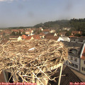 10_20-nest.jpg