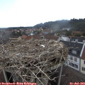 10_50-nest.jpg