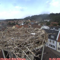 11_00-nest.jpg