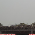 11_15-mast.jpg