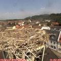 11_20-nest.jpg