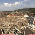 12_00-nest.jpg