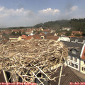 12_10-nest.jpg