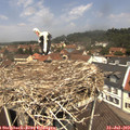 12_20-nest.jpg