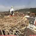 12_35-nest.jpg