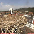 12_45-nest.jpg