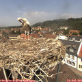 12_50-nest.jpg