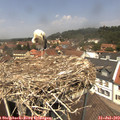 12_55-nest.jpg