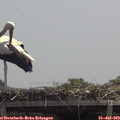 13_00-mast.jpg