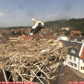 13_00-nest.jpg