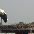 13_05-mast.jpg